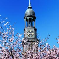 1540_1446 Zweige mit rosafarbenen Kirschblüten vor der Kupferkuppel der St. Michaeliskirche. | Bilder vom Fruehling in Hamburg; Vol. 1